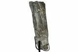 Fossil Sauropod Rib Bone Section w/ Metal Stand - Colorado #331243-1